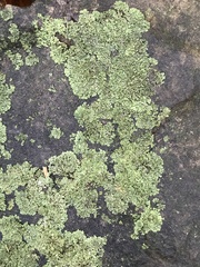 Phaeophyscia rubropulchra