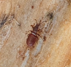 Oxycarenus