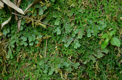 Selaginella nipponica