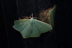 Pelagodes antiquadraria