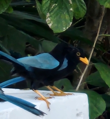 Cyanocorax yucatanicus