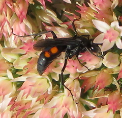 Anoplius americanus