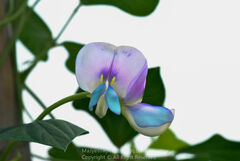 Vigna unguiculata sesquipedalis