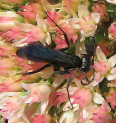 Anoplius americanus