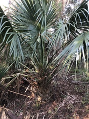 Sabal palmetto