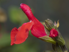 Salvia microphylla