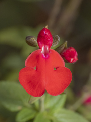 Salvia microphylla