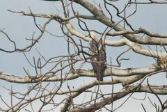 Nisaetus cirrhatus limnaeetus