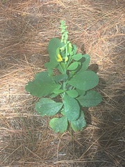 Crotalaria spectabilis