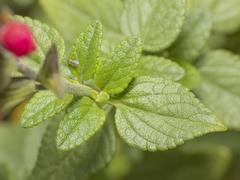 Salvia microphylla