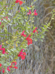Salvia microphylla