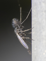 Chironomidae