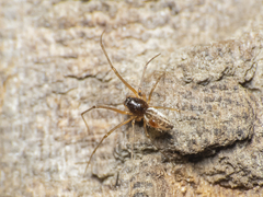 Linyphiidae