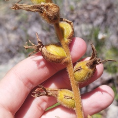 Dichromanthus aurantiacus