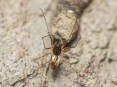 Linyphiidae