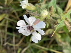 Microbotryum lychnidis-dioicae