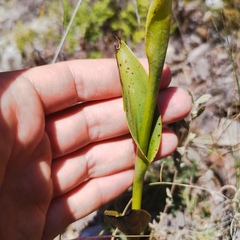 Dichromanthus aurantiacus
