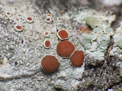 Lecanoromycetes