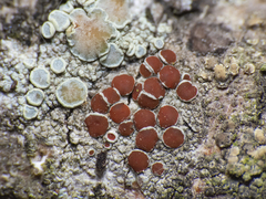 Lecanoromycetes