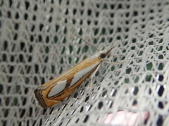 Catoptria permiacus