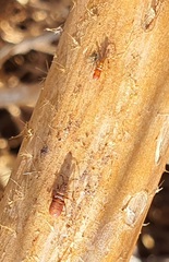 Oxycarenus