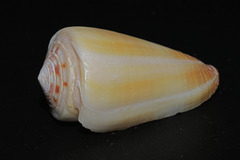 Conus reductaspiralis