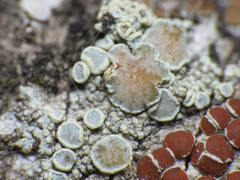 Lecanoromycetes