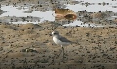 Charadrius leschenaultii