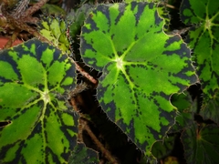 Begonia bowerae