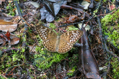 Tanaecia