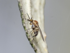 Simuliidae