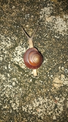 Quantula striata