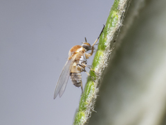 Simuliidae