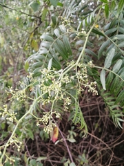 Schinus molle