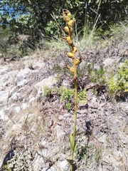 Dichromanthus aurantiacus