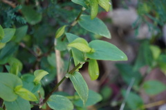 Commelina communis