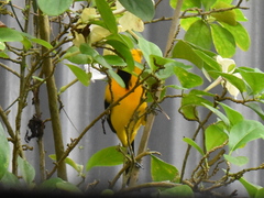 Icterus nigrogularis