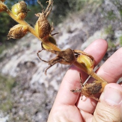 Dichromanthus aurantiacus