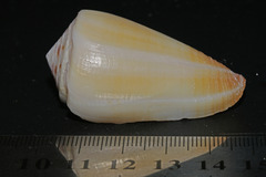 Conus reductaspiralis