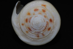 Conus reductaspiralis