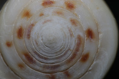 Conus reductaspiralis