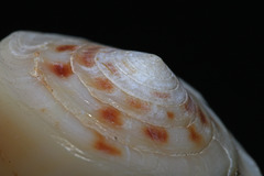 Conus reductaspiralis