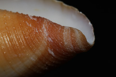 Conus reductaspiralis