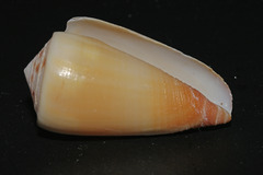 Conus reductaspiralis