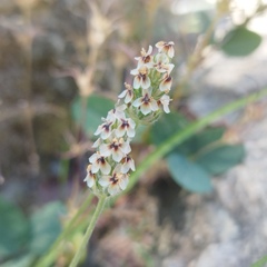 Plantago nivea