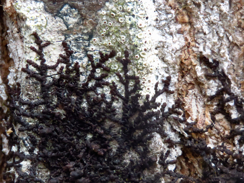 Britton's Scalewort (Frullania brittoniae)