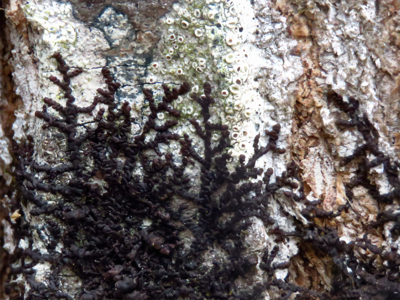 Frullania brittoniae