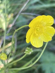 Ranunculus acris