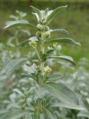 Mercurialis tomentosa