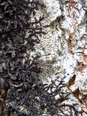 Frullania brittoniae